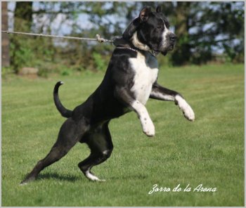 Zorro de la Arena