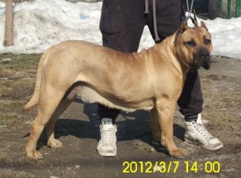 Ania Dog Pur