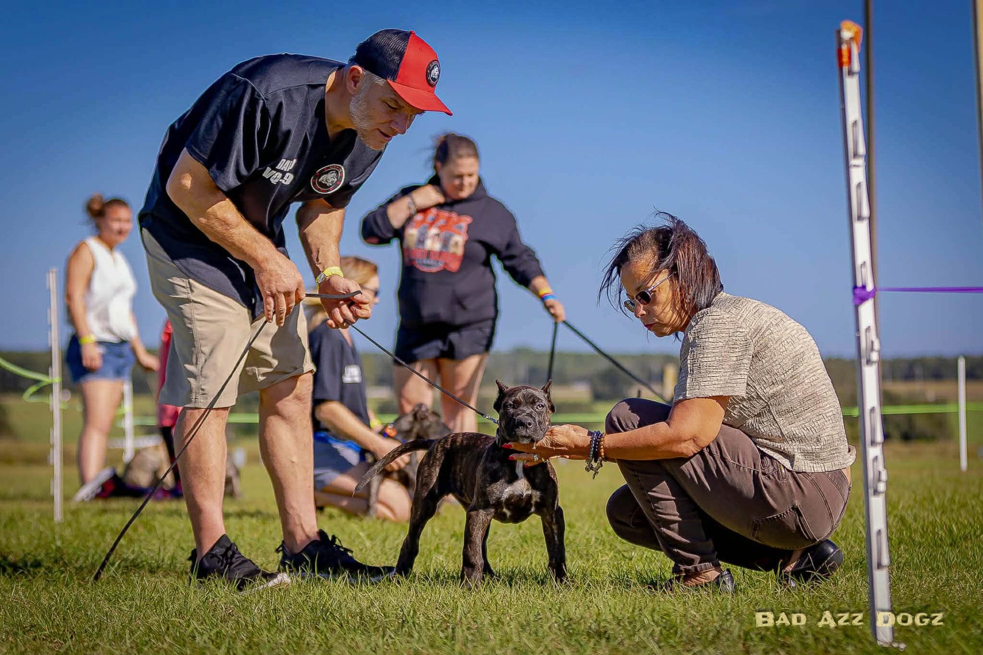 A litter of Presa Canario puppies resting in warm light