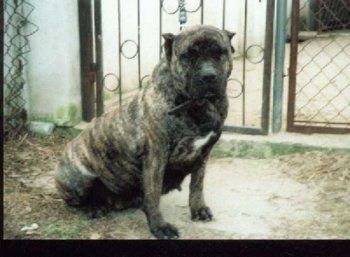 Arona (1995)