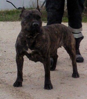 Aymara de Spalato Bull