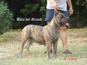 Beta Vet Grand