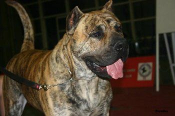 Bubalus Vet Grand