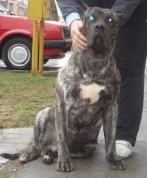 Canario de Spalato Bull