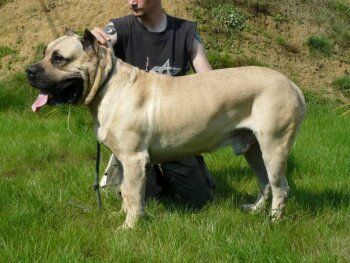 Danko (de Cielo de Canarias)