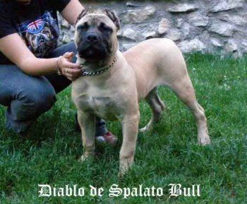 Diablo de Spalato Bull