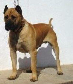 Dolfi de Presas Yeyfe