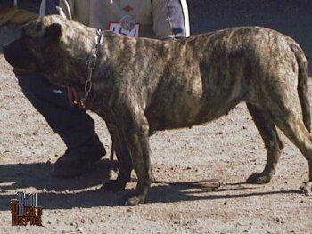 Gaifa de Barnacan Bull