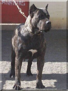 Kioba de Cielo de Canarias