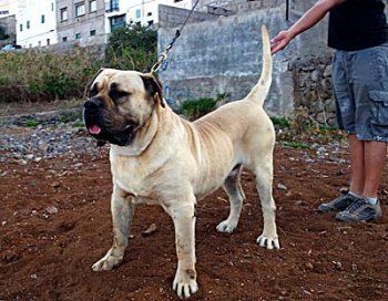 Neron de Cielo de Canarias