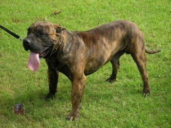 Pluto de Villal Can Garraf (de Barnacan Bull)