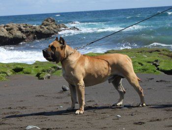 Turco de la Isla de los Volcanes