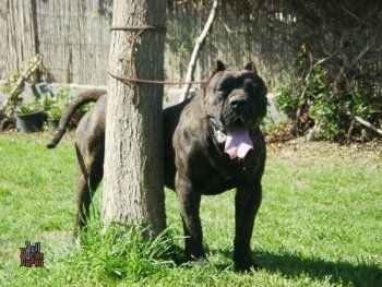 Vampiro de Barnacan Bull