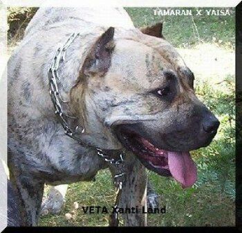 Veta Xanti Land