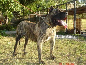 Vitto Titilar (toro)